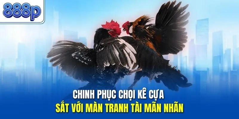 Chinh phục chọi kê cựa sắt với màn tranh tài mãn nhãn