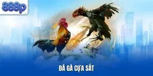 Đá Gà Cựa Sắt – Hình Thức Chọi Kê Kịch Tính Được Ưa Chuộng