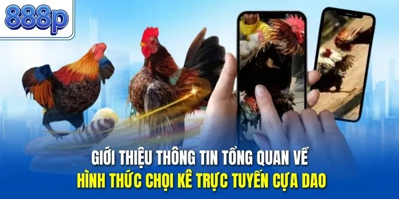 Giới thiệu thông tin tổng quan về hình thức chọi kê trực tuyến cựa dao 
