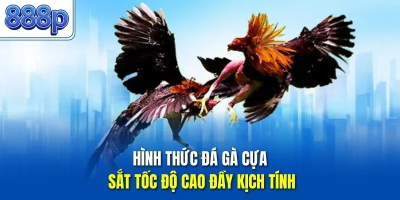 Hình thức đá gà cựa sắt tốc độ cao đầy kịch tính