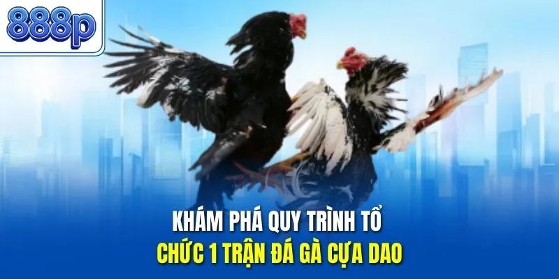 Khám phá quy trình tổ chức 1 trận đá gà cựa dao