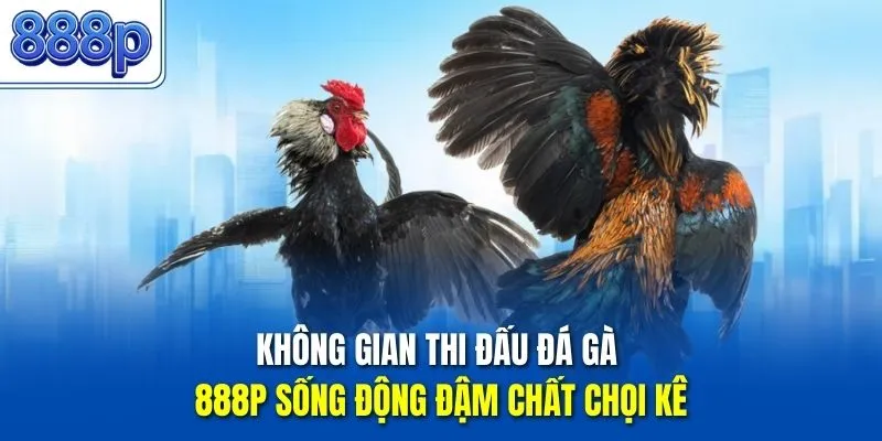 Không gian thi đấu đá gà 888P sống động đậm chất chọi kê