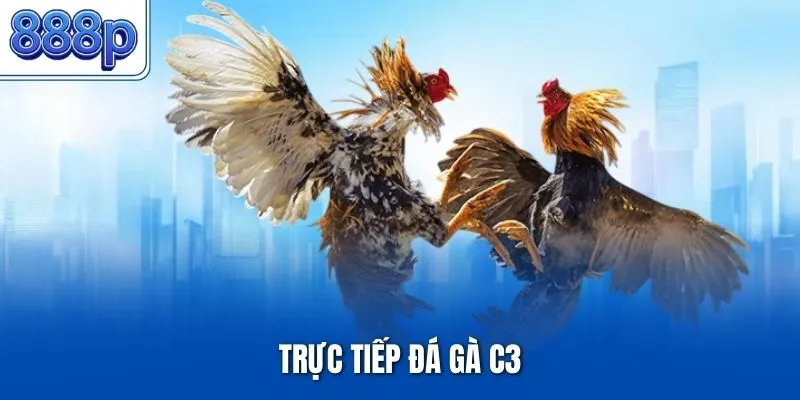 Trực Tiếp Đá Gà C3 – Đấu Trường Chọi Kê Campuchia Đỉnh Cao
